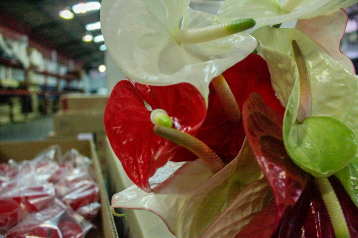 Exportan primer lote de flores mirandinas