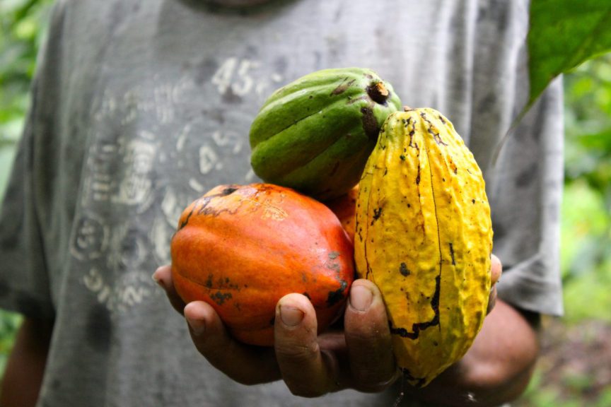 Mejoran calidad y producción del Cacao para consumo nacional e internacional