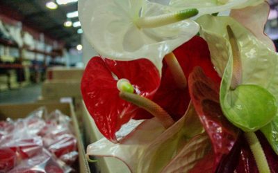 Doce mil flores mirandinas fueron exportadas en el mes de mayo