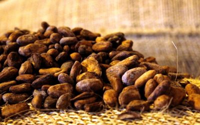El cacao mirandino conquista paladares del mundo