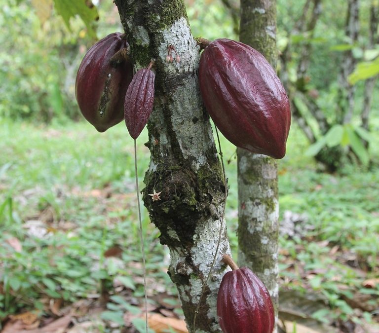 Realizan renovación de cultivos de cacao en eje Barlovento