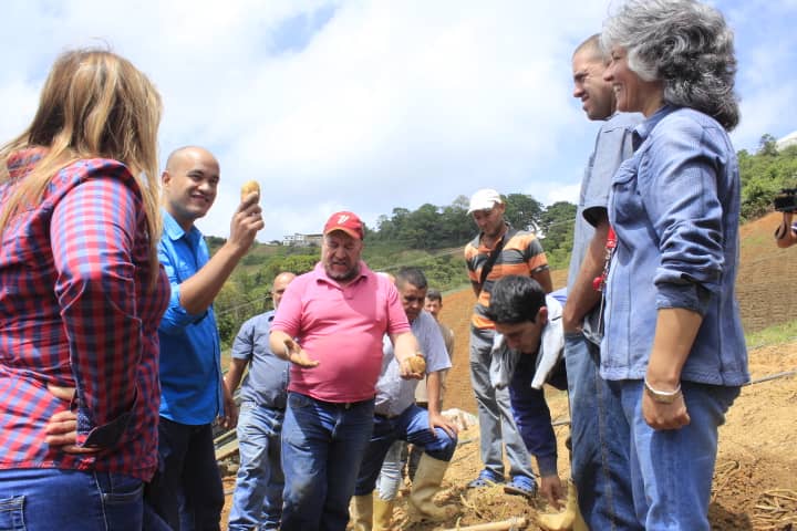 Crearán en Miranda cuatro núcleos de producción de semillas de papa