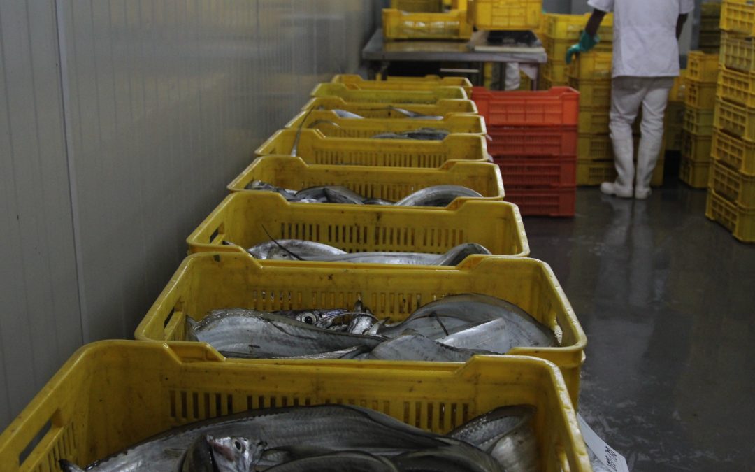Miranda exporta 24 toneladas de pescado a Corea del Sur