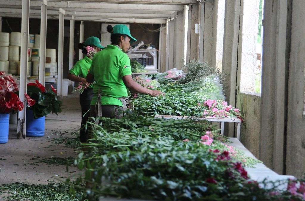 En Miranda la Gobernación recupera la actividad exportadora