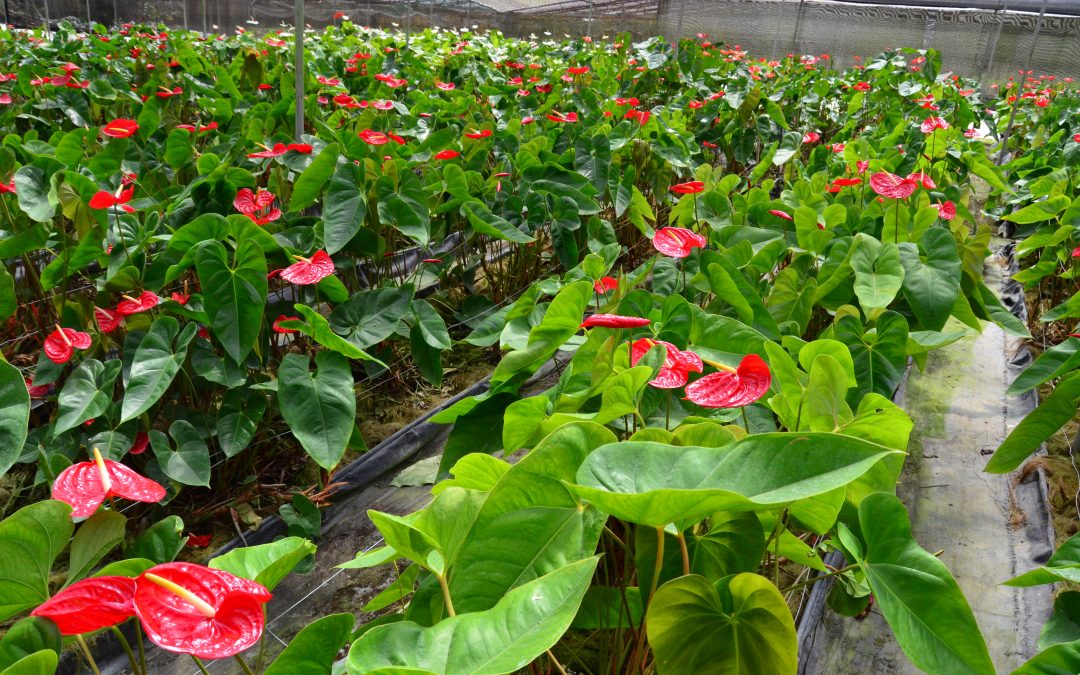 Plantas de Anthuriums serán exhibidas en la Flowers Expo Moscú 2019
