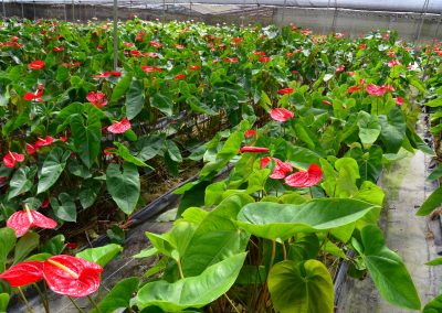 Anthurium