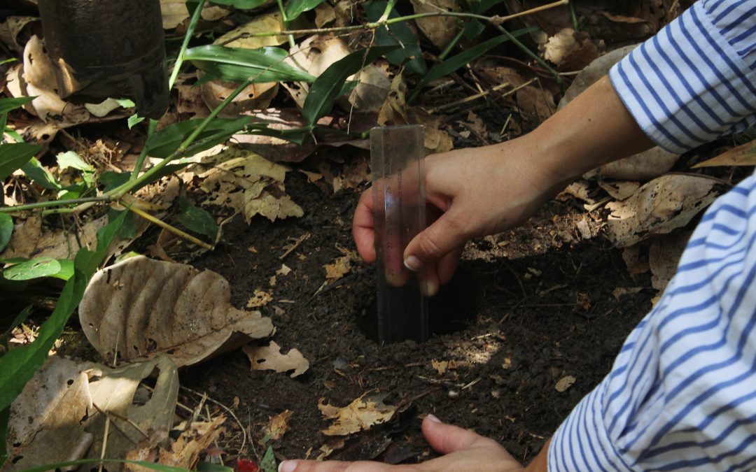 Estudios científicos certificarán al cacao barloventeño como el mejor del mundo