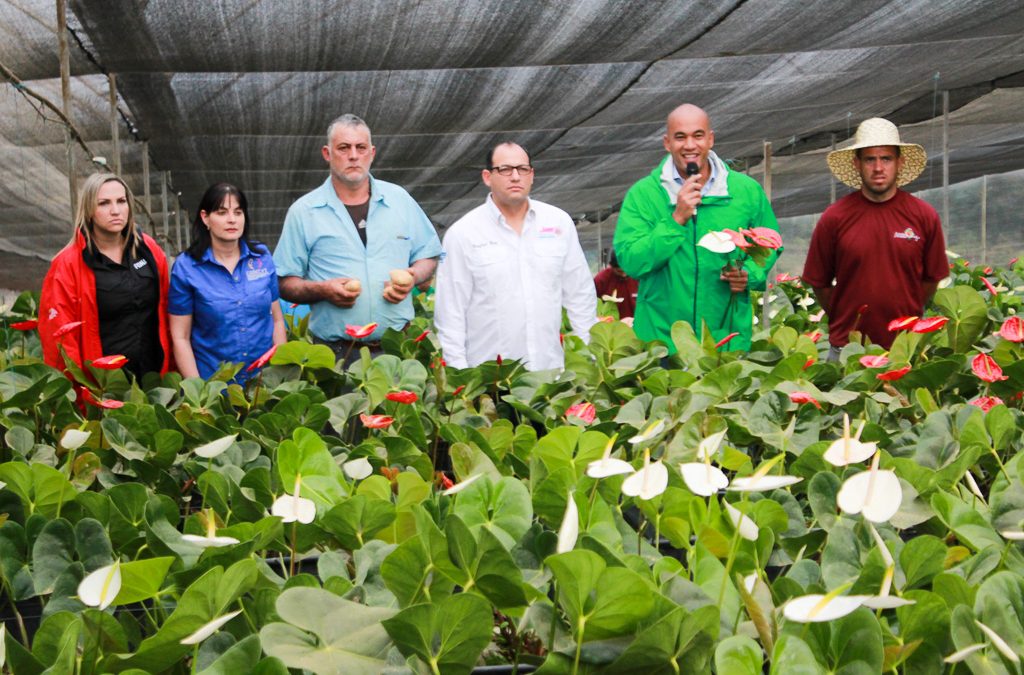 Miranda exporta mensualmente 20 mil tallos de anthurium
