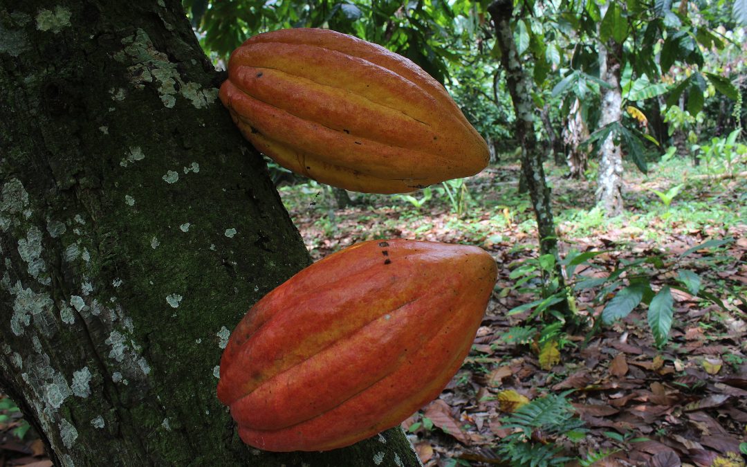 Concluye primera fase del proceso de denominación de origen del cacao barloventeño