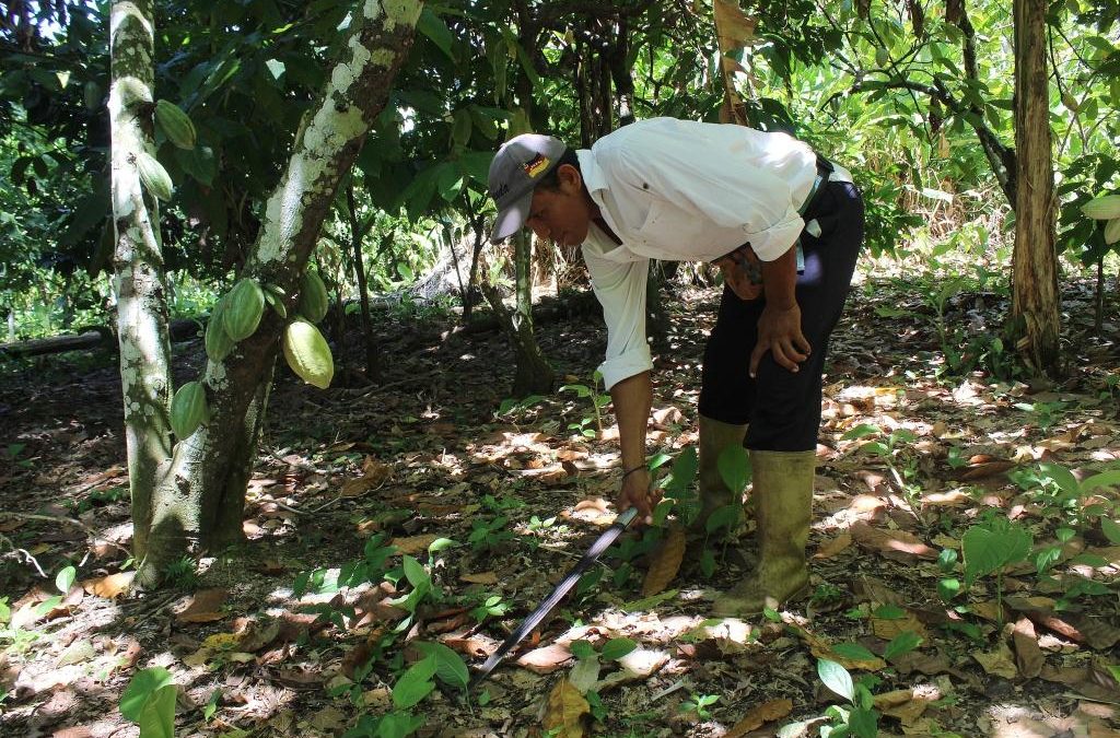Francisco Taguaripano: Agricultor cacaotero que busca la excelencia