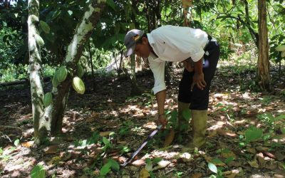 Francisco Taguaripano: Agricultor cacaotero que busca la excelencia