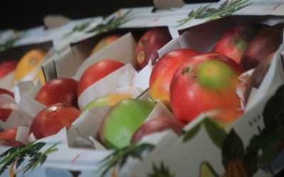 Exportarán mangos y aguacates mirandinos