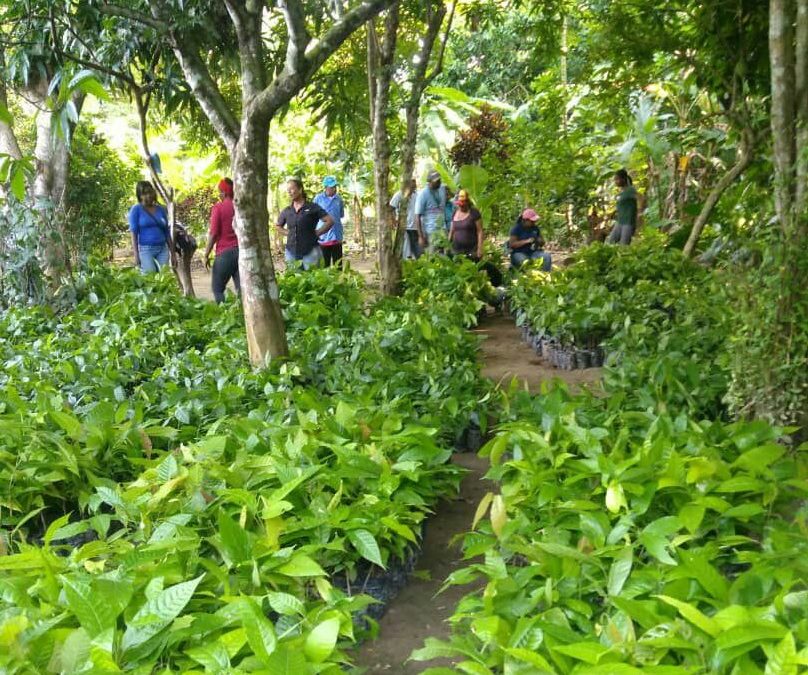 Entregan 12 mil plántulas de cacao a productores de Miranda