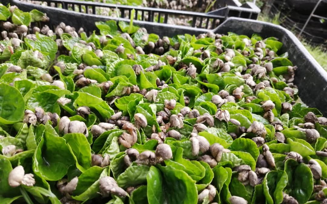 Promeven Diplomado en Caficultura para productores de Miranda 