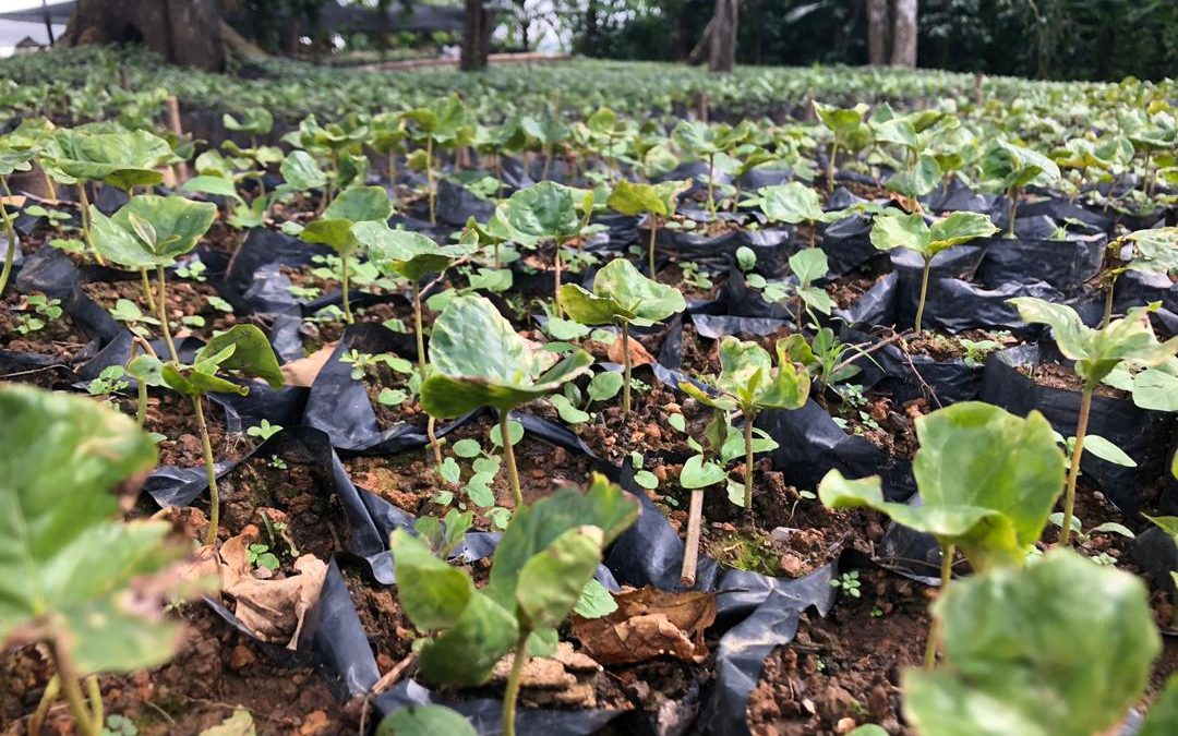 Medio millón de plantas de café serán sembradas en Miranda