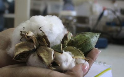 Algodón mirandino marca la pauta en la industria textil venezolana