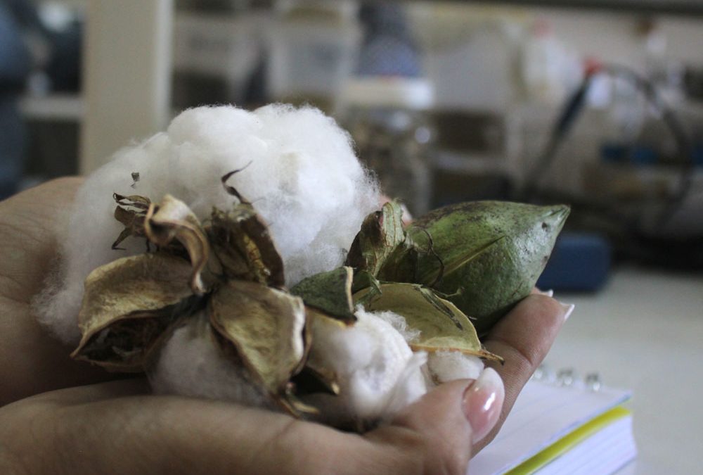 Algodón mirandino marca la pauta en la industria textil venezolana