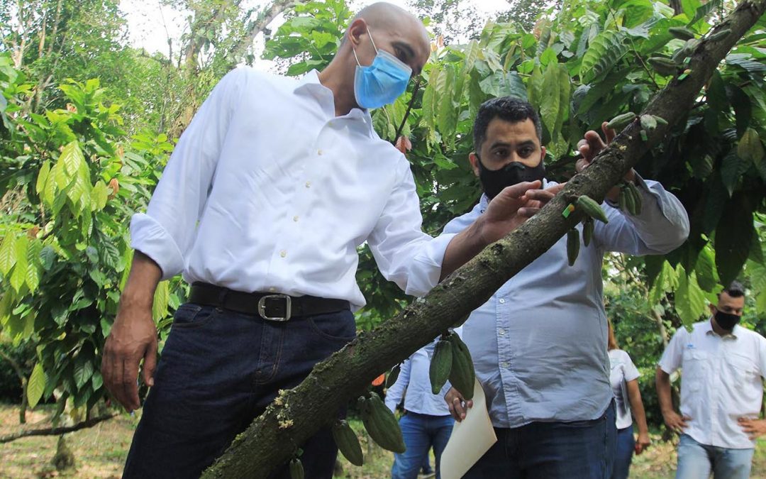 Cultivan mil hectáreas de cacao certificado en Barlovento