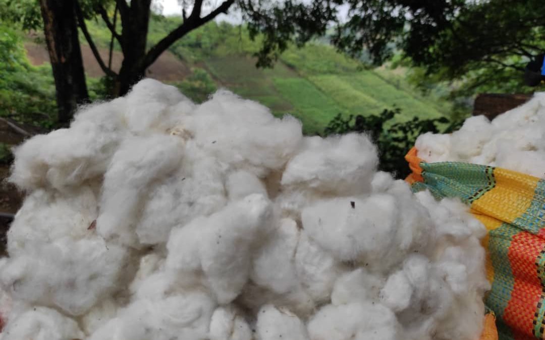 Inició primera cosecha de algodón en Valles del Tuy