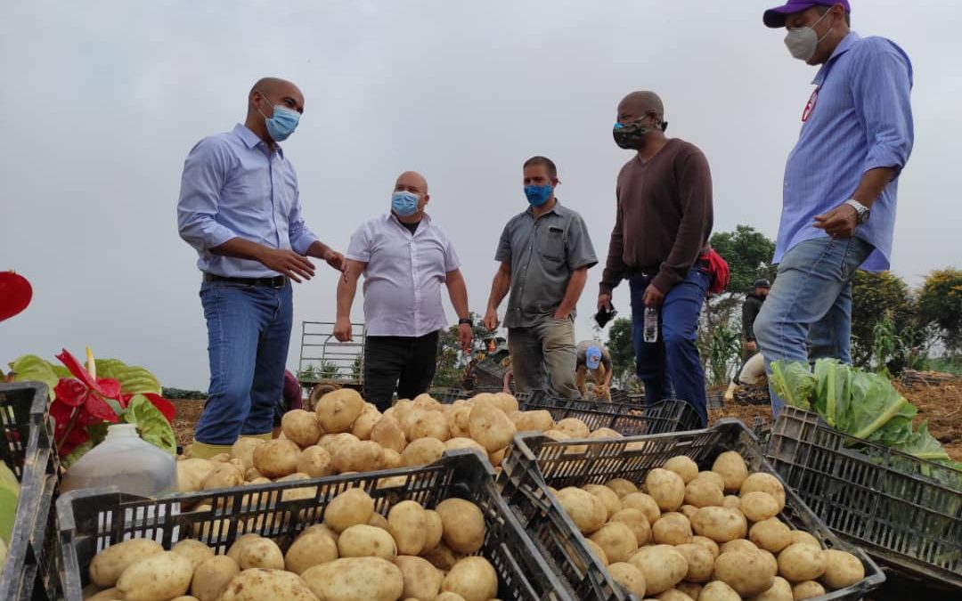 Cosechadas 120 hectáreas de papa en Altos Mirandinos con semilla autóctona
