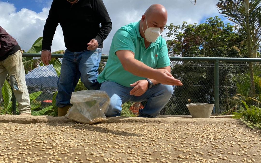 Activan ocho viveros para plántulas de café en Altos Mirandinos