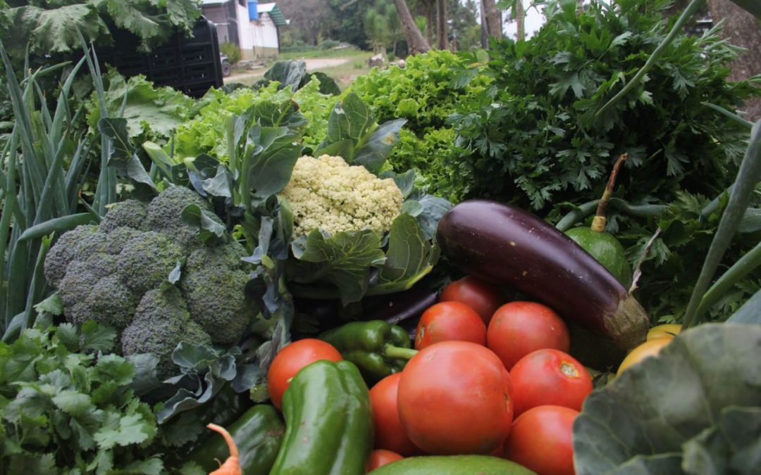 Expoferia agrícola atenderá a productores de Plaza y Zamora