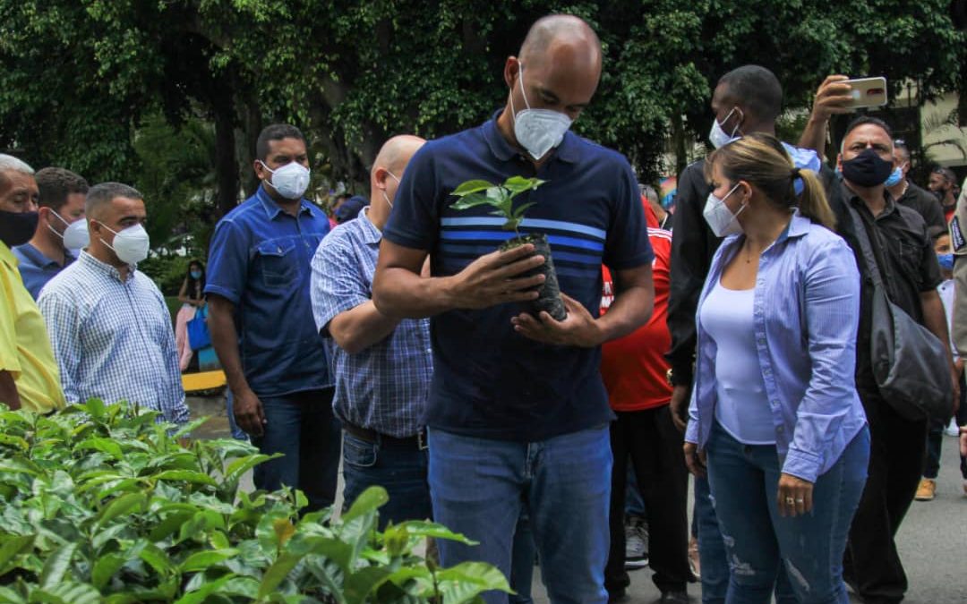 Miranda avanza en la producción de plántulas de café