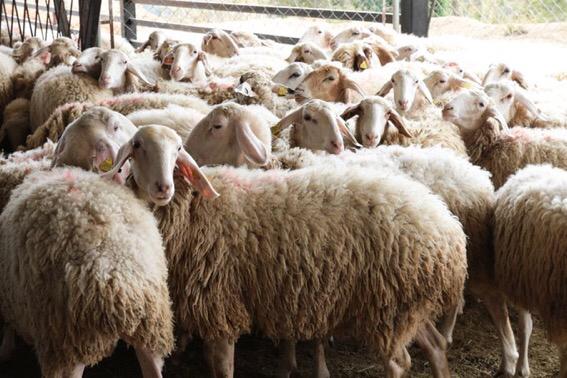 Miranda es pionero en desarrollo genético de rebaño ovino y caprino