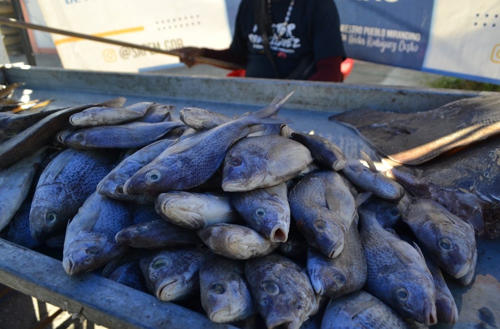 Distribuidos más de 900 kilos de proteína  en ferias pesqueras de Miranda