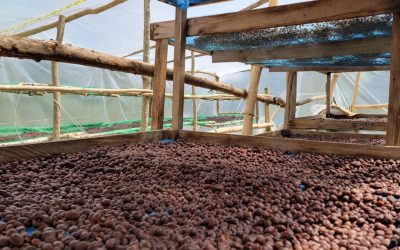 Cultivo de café en Miranda proyecta crecimiento superior al 30 %
