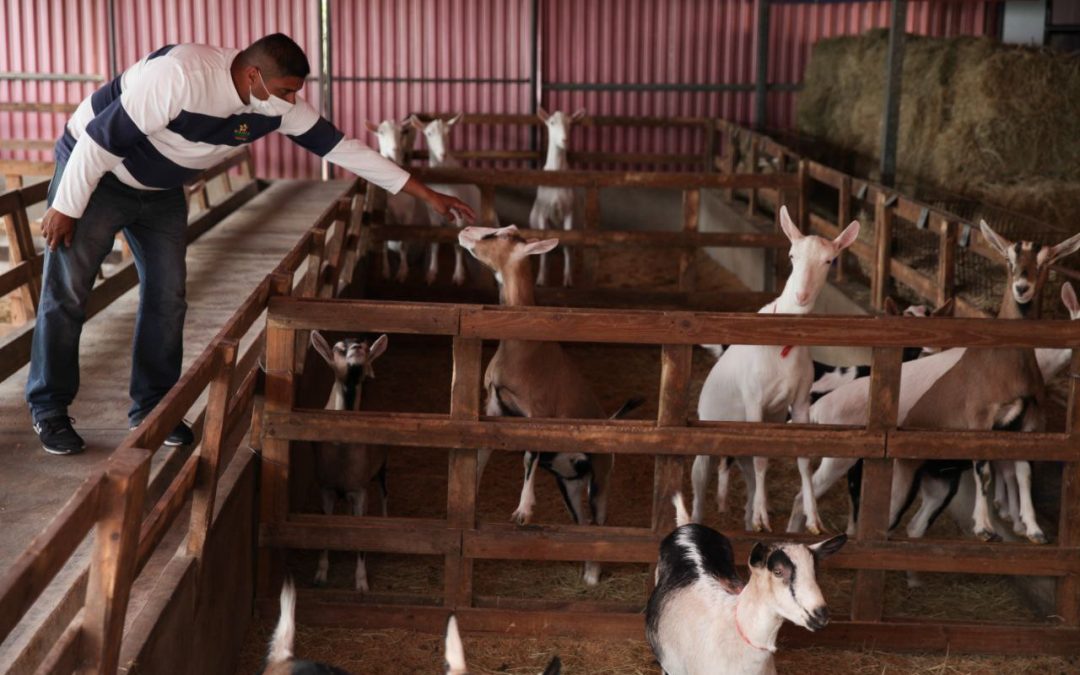 Productores mirandinos suman aportes a la Ley de Fomento y Desarrollo Ovino y Caprino