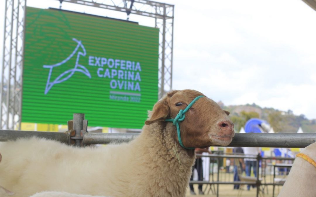 Embajador de Turquía: Expoferia Caprina y Ovina Miranda 2022 muestra potencial económico de Venezuela