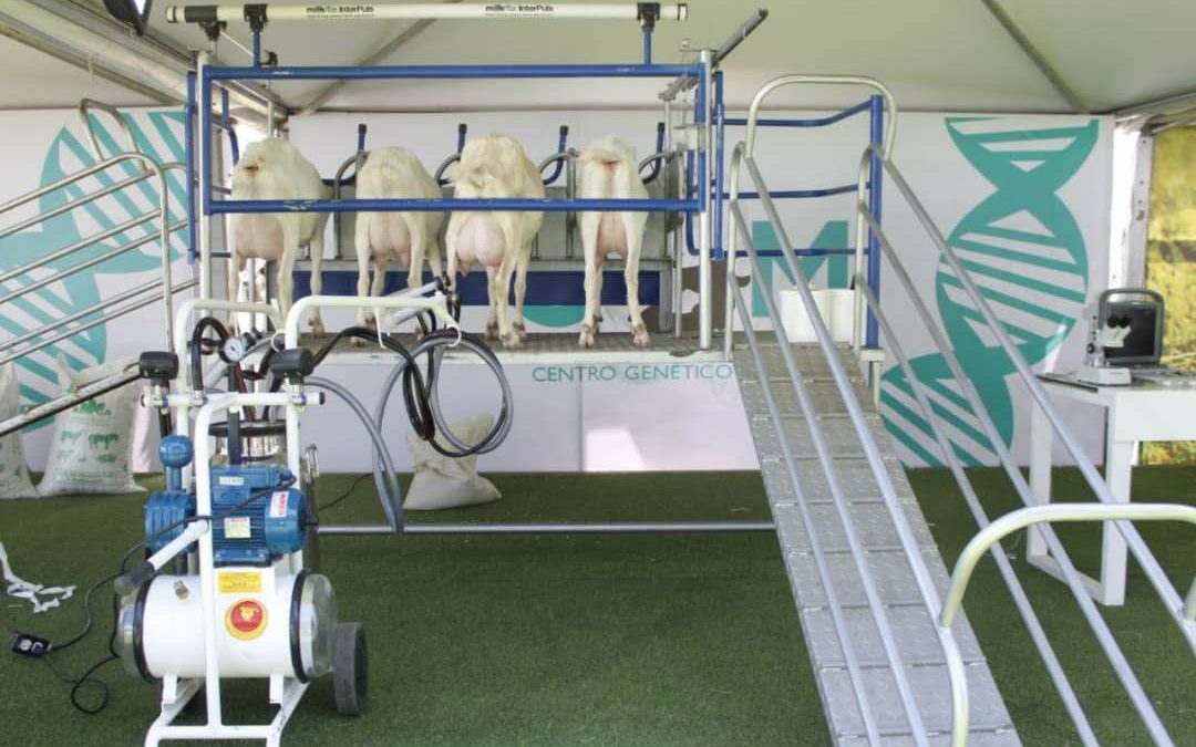 Empresarios resaltan éxito de la Expoferia Caprina y Ovina Miranda 2022