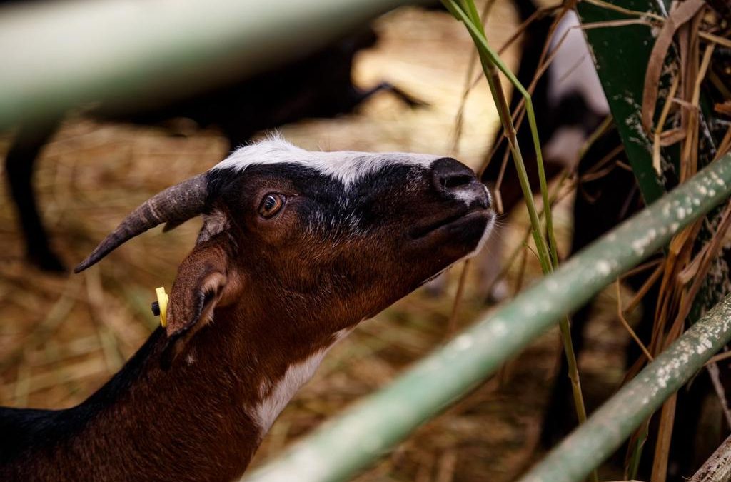 Expoferia Caprina y Ovina Miranda 2022: Trampolín para la ganadería emergente