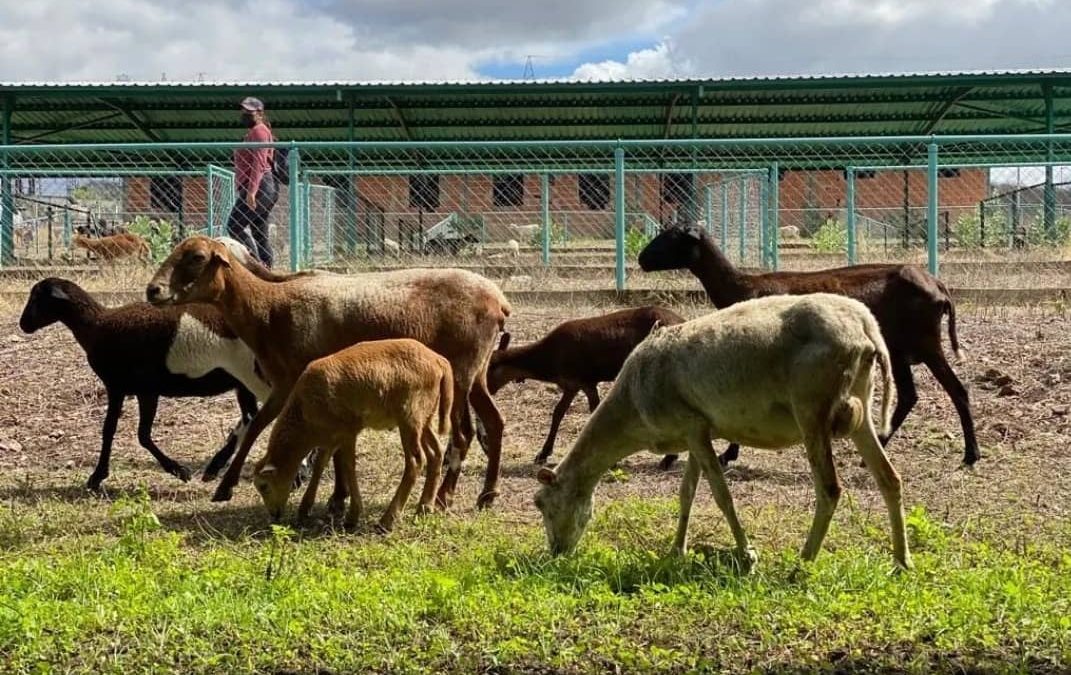 Productores mostrarán todo su potencial en la Expoferia Caprina y Ovina Miranda 2022