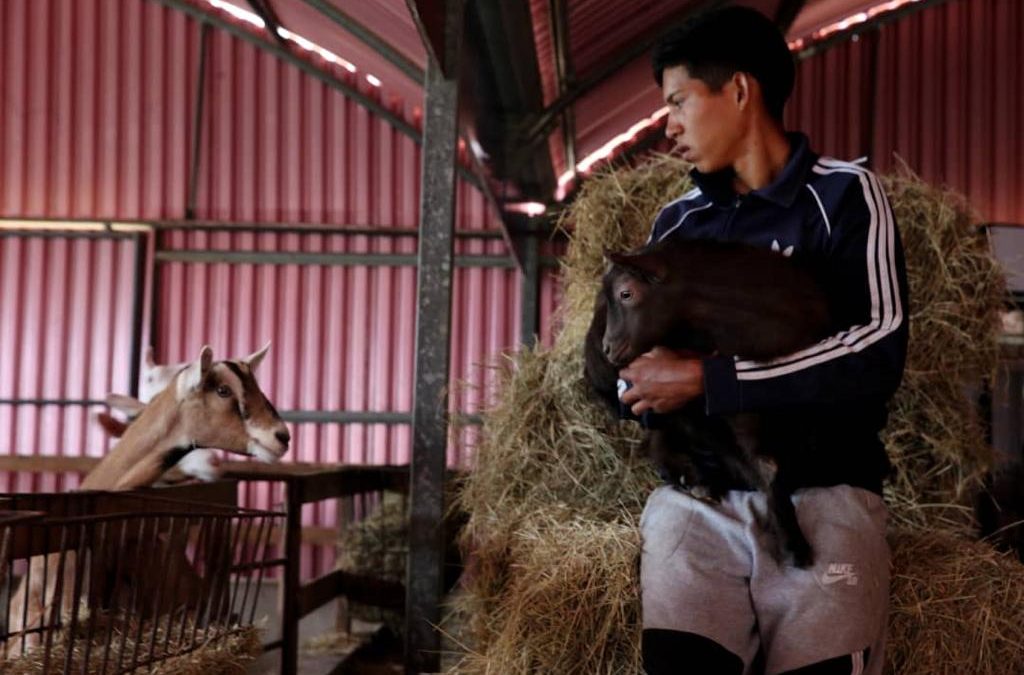 Expoferia Caprina y Ovina Miranda 2022 impulsa proyectos de emprendimiento familiar