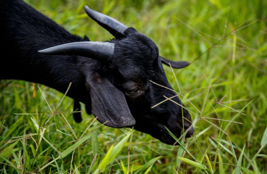 Miranda promueve consumo de carne caprina y ovina como fuente de proteína saludable