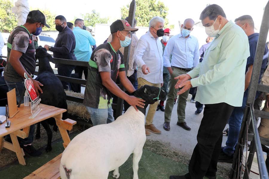 Destacan labor para recuperación de producción ovina y caprina en el país