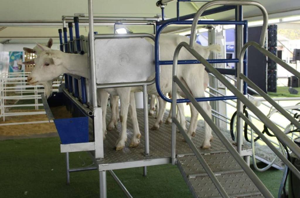 Venezuela cuenta con un rebaño de 30 mil especies caprinas y ovinas de alta calidad genética