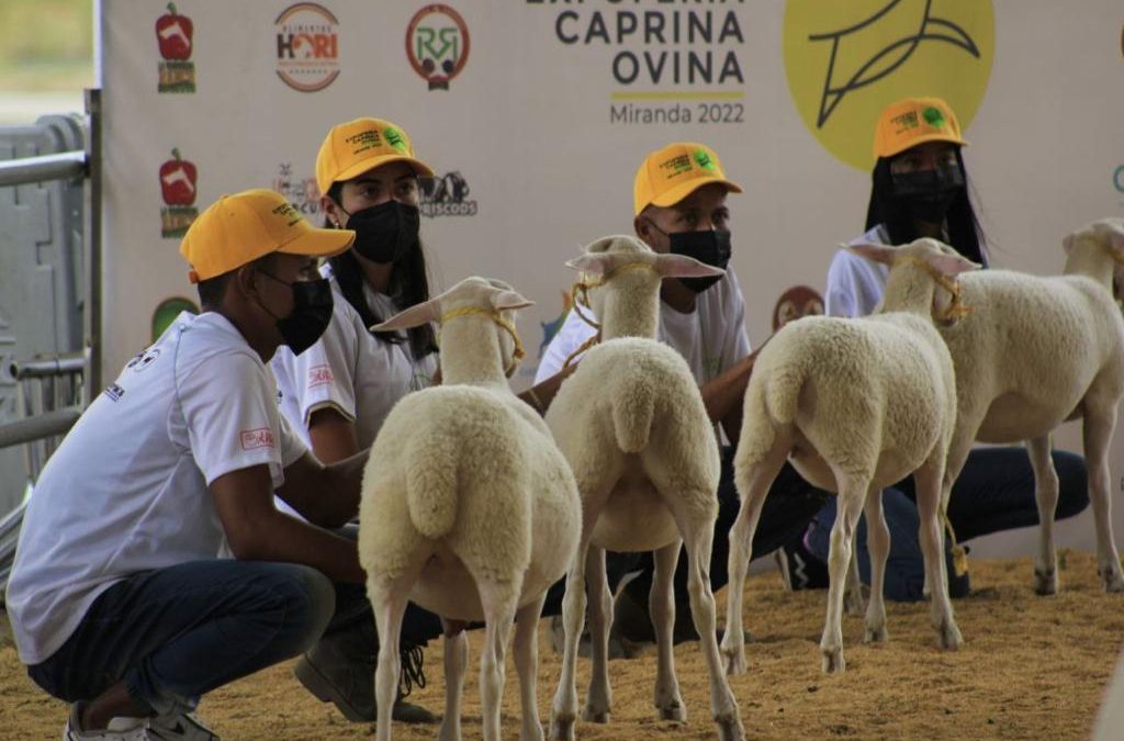 Expoferia Caprina y Ovina Miranda 2022 se extiende