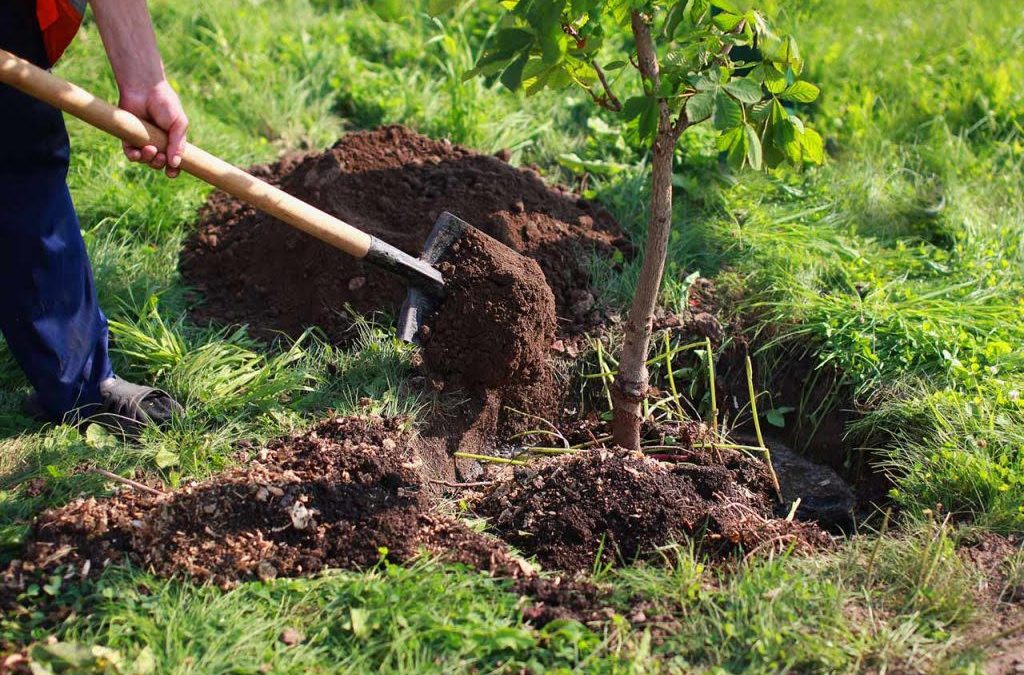 Siembra de un millón de árboles dará inicio a plan de protección del ambiente en Miranda