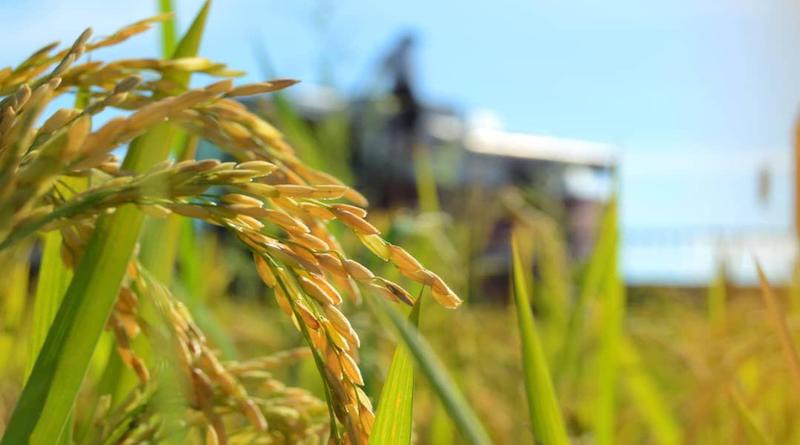 Miranda avanza en producción agroalimentaria