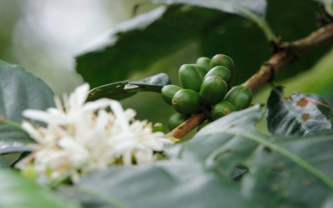 Miranda cuenta con 4.000 hectáreas para la siembra de café