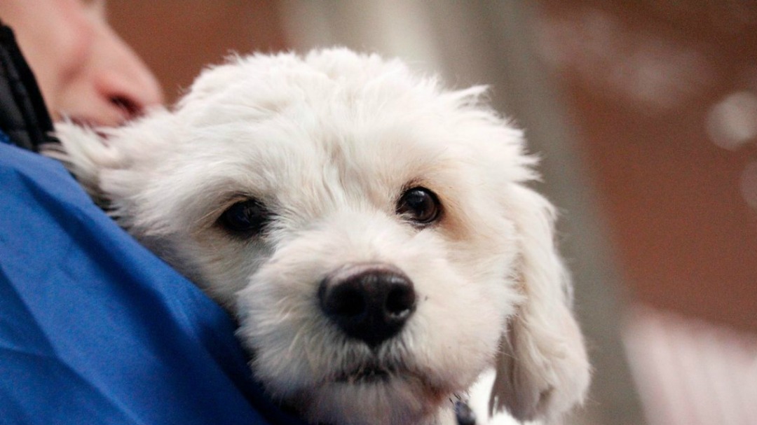 Atendidas en Miranda más de 700 mascotas durante primera semana de mayo