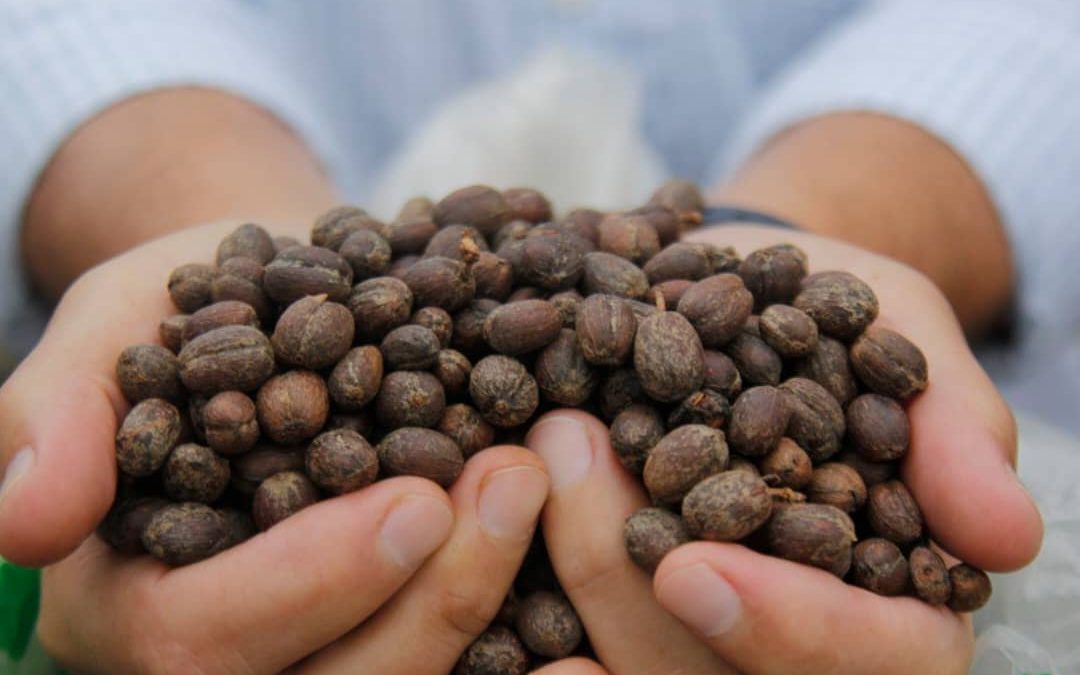 Potencian planes de siembra de café y otros rubros en el estado Miranda