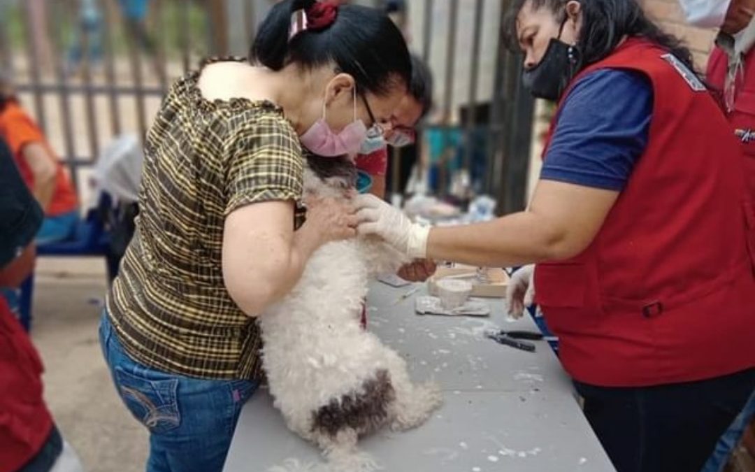 Atendidas más de 5.000 mascotas en Miranda