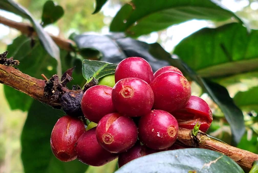 Finca El Edén ganó el quinto puesto en encuentro internacional de cafés