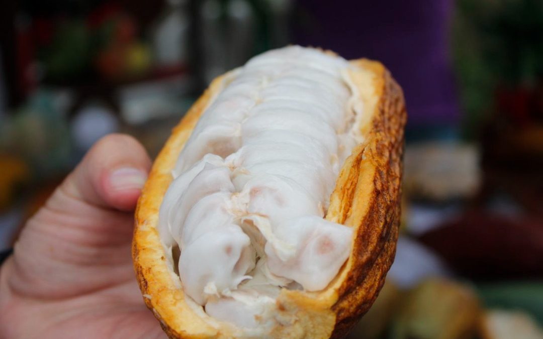 Comisión atiende manejo fitosanitario del cacao mirandino
