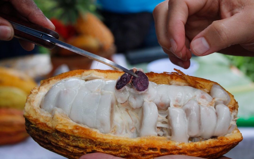 Activa convocatoria para Concurso Nacional de Chocolate Venezolano