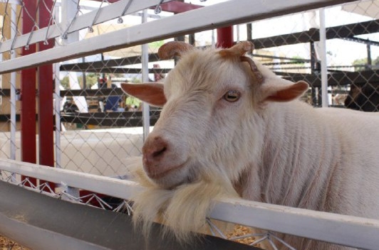 Desarrollan plan de producción acordado en la Expoferia Caprina y Ovina Miranda 2022